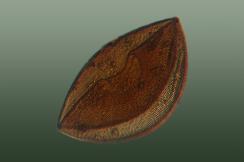 Aiuto identificazione